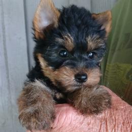 Girl 3 - Black and gold female Yorkshire Terrier puppy in Jamestown, Tennessee from Green Ridge
