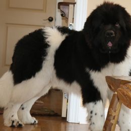 Newfoundlands from Opening Heavens Doors Newfoundlands
