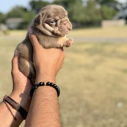 French Bulldog Puppies from Horror Line Frenchies
