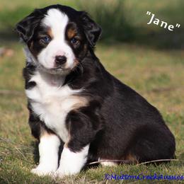 Miniature Australian Shepherd Puppies from Mutton Creek Aussies