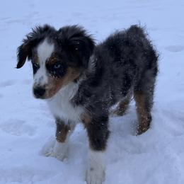 Miniature Australian Shepherd Puppies from Highland Hills Mini Aussies