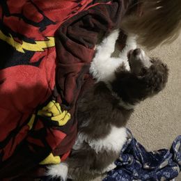 Poodle Puppies from 406 Poodles