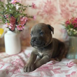 Yellow collar - Gray and fawn female Cane Corso puppy in Opelousas, Louisiana from Azelees Cane Corso