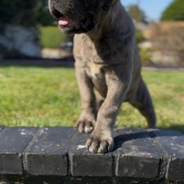Top Pick Female - Gray brindle female Cane Corso puppy in California from Donato Kennels