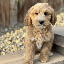 Max - Red  male Goldendoodle puppy in Twin Falls, Idaho from Magic Valley Family Doodles