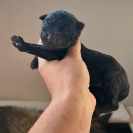 Sable male 3 - Sable male German Shepherd puppy in Pahrump, Nevada from Wachhund Kennels
