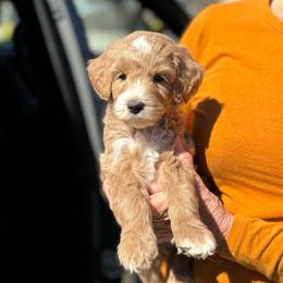 Aura - Apricot female Goldendoodle puppy in Wharton, Texas from Little Fur Friends