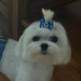 Chance - Maltese