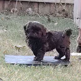 Rocky - Liver male Shih Tzu puppy in Grand Prairie, Texas from R&R Shih-Tzus & Stud Services