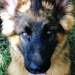 German Shepherd Puppies from Prize Pups