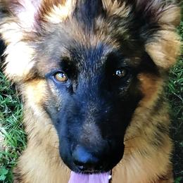 German Shepherd Puppies from Prize Pups