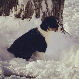 Australian Shepherd Puppies from Diamond Aussies N the Rough