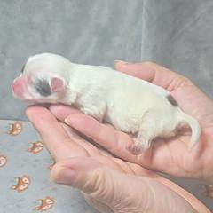 Newman - Black gold and white male Mal-Shi puppy in Aurora, Missouri from KnJ Precious Paws LLC