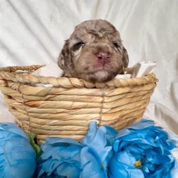 Pongo - Red merle male Aussiedoodle puppy in Denton, Maryland from Royal Conron Doodles