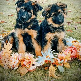 French Bulldog and German Shepherd Puppies from Iron Rim