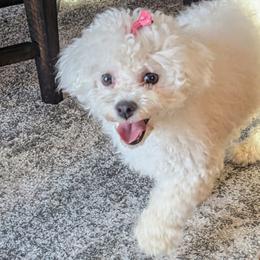 Aussiedoodles, Bichon Frises, Miniature American Shepherds, and Miniature Australian Shepherds from Trailside Mini Aussies