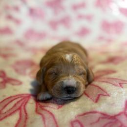 Piglet - Apricot female Goldendoodle puppy in Jacksonville, Florida from Dandelion Doodles
