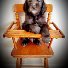 Dilute Retriever and Labradoodle Puppies from Von Bussler Labradoodles & Retrievers