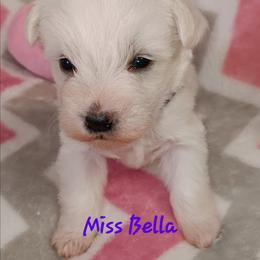 Miss Bella - Wheaten female Miniature Schnauzer puppy in Shoshone, Idaho from Debra Kruse's Miniature Schnauzers