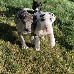 Great Dane Puppies from Altitude Great Danes