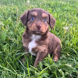 Girl 1 - Red tri female Miniature Australian Shepherd puppy in Amarillo, Texas from Duclops Ranch Aussies