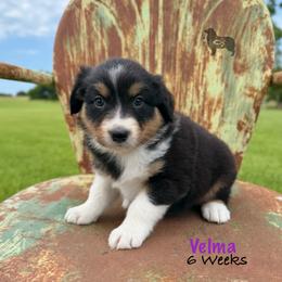 Velma - Black tri-color female Australian Shepherd puppy in El Dorado Springs, Missouri from OR Aussies