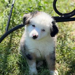 Blueberry pie - Blue merle male Miniature American Shepherd puppy in Groesbeck, Texas from Epic Miniature American Shepherds