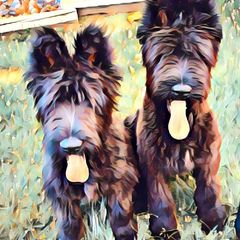 Briard Puppies from Sendero Briards