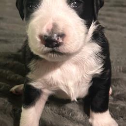 Light blue collar - Black and white male Aussiedoodle puppy in Melrose, Florida from Howdilly Doodley