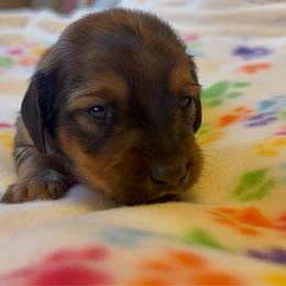 Pink Collar Female - Red female Dachshund puppy in Madison, Michigan from Jensen Dobermans and Dachshunds