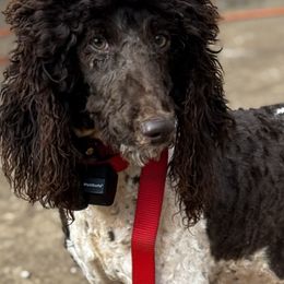 Dachshunds and Poodles from Stocktons Doxies & Poodles