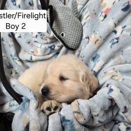 Whistler Boy 2 - Golden male Golden Retriever puppy in Niles, Michigan from Composer Goldens