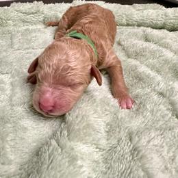 Benjamin - Red  male Goldendoodle puppy in Pasadena, Texas from Toledo Creek Doodles