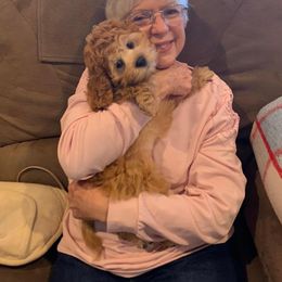 Cavapoo All Grown Up from Creekwood Miniature Cavapoos