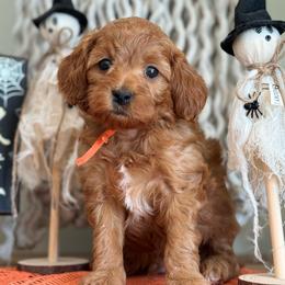 Orange - Red  male Goldendoodle puppy in Hesperia, Michigan from Red Acres Poodles & Doodles