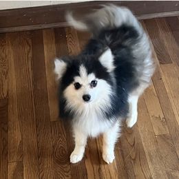Indigo - Pomsky