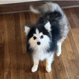 Indigo - Pomsky