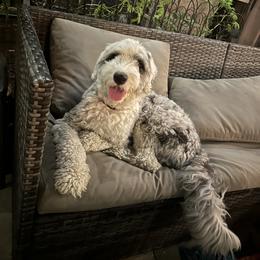 Assorted Doodle Crosses, Aussiedoodle, Bernedoodle, Goldendoodle, and Sheepadoodle All Grown Up from Happy Top Doodles