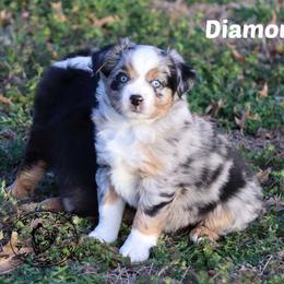 Diamond - Blue merle female Miniature Australian Shepherd puppy in Garden Plain, Kansas from Krazy K Aussies