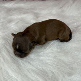 Mack - Liver male Shih Tzu puppy in Columbia, Kentucky from Lisa Bandy Shih Tzu