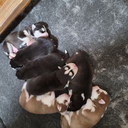 Siberian Husky Puppies from Anuun's Huskies