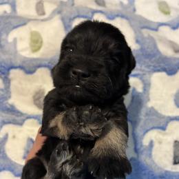 Harley - Black and silver male Miniature Schnauzer puppy in Hedgesville, West Virginia from Clay Hill Kennels
