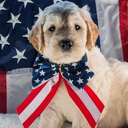 Sunny - Cream male Goldendoodle puppy in Glennville, Georgia from Pickle Creek Kennels
