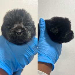 Newfoundland Puppies from Knallhart Kennels