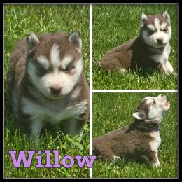 Willow - Red and white female Siberian Husky puppy in Merrill, Michigan from Haase Family Kennels
