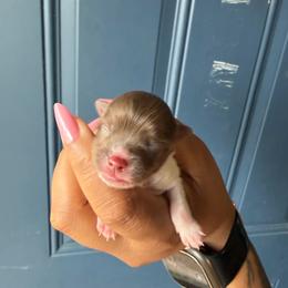 Boy 2 - Chocolate parti male Pomeranian puppy in Woonsocket, Rhode Island from Precious Paws by Jai