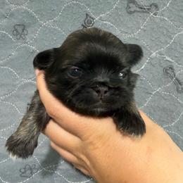 Walnut - Fawn male Pekingese puppy in Clinton, Tennessee from Gracelands Pekingese