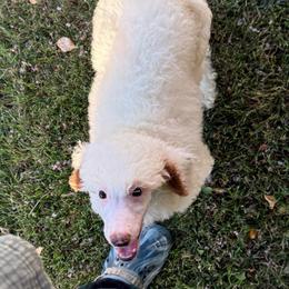Pearl - White female Poodle puppy in Corona, California from Garden Of Poodles