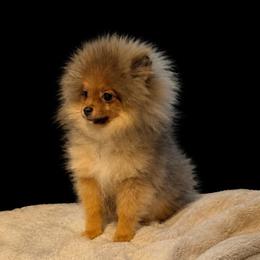 Boss Man - Red sable male Pomeranian puppy in Orange Grove, Texas from Davis Poms