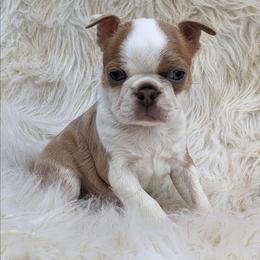 Patriot - Blue male Boston Terrier puppy in Perry, Oklahoma from Sitsler Bostons